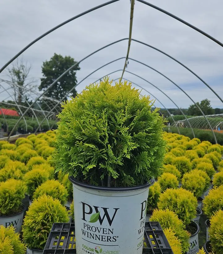 Anna's Magic Ball® Arborvitae