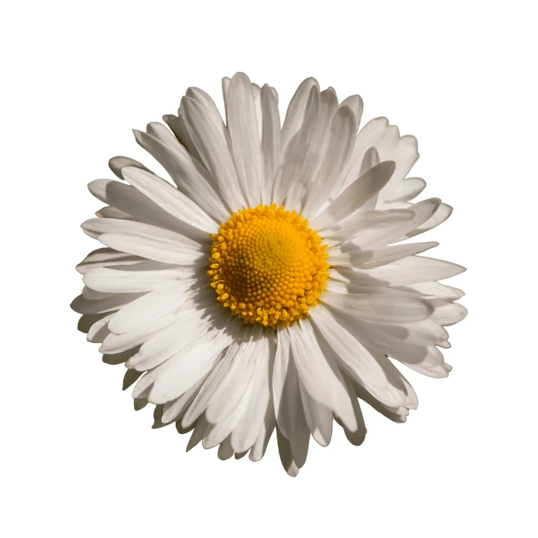 Bellis English Daisy Seeds | West Coast Seeds