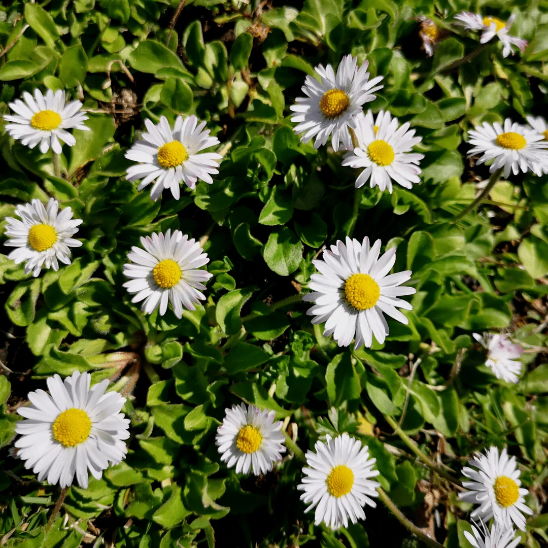 Bellis English Daisy Seeds | West Coast Seeds