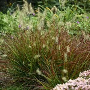 Burgundy Bunny Fountain Grass