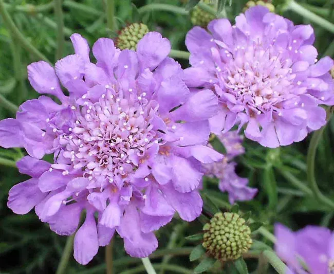 Butterfly Blue Pincushion Flower