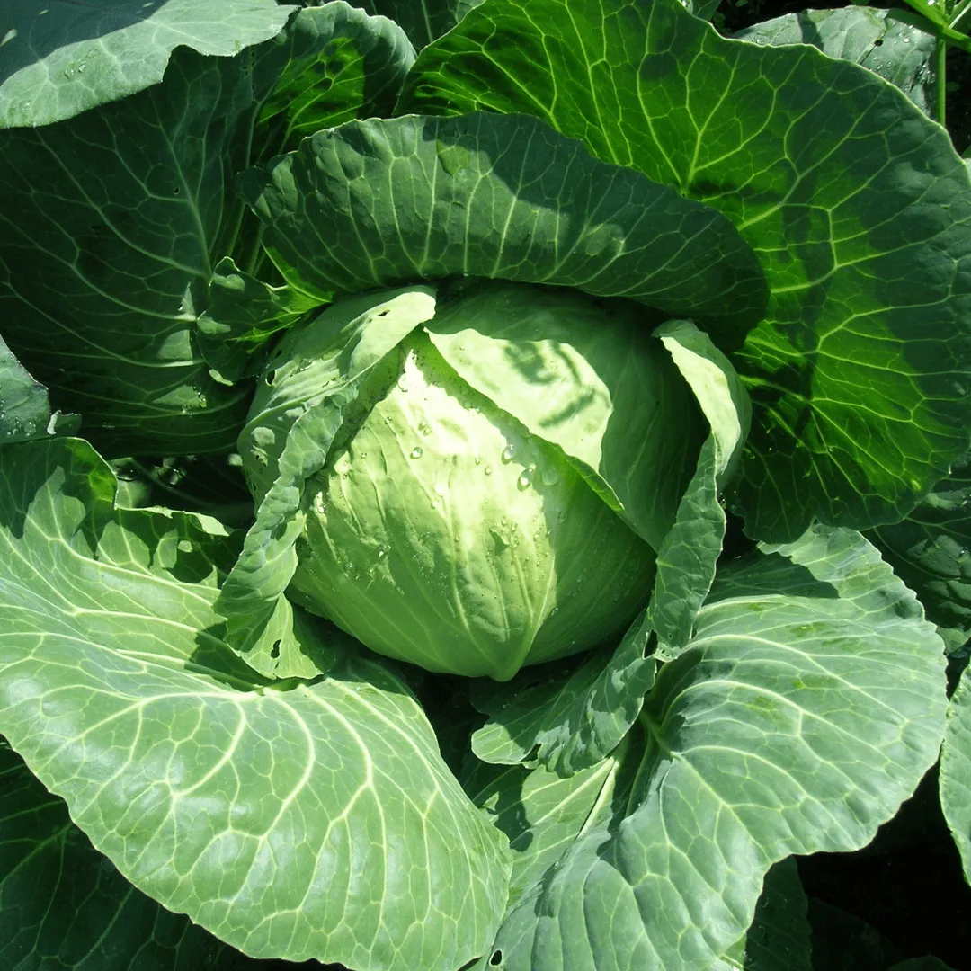 Cabbage Lennox Coated Certified Organic Seeds | West Coast Seeds