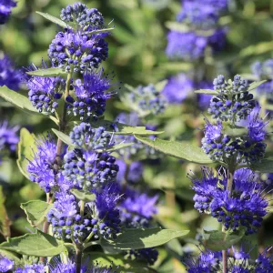 Caryopteris x clandoensis 'Kew Blue' 1L