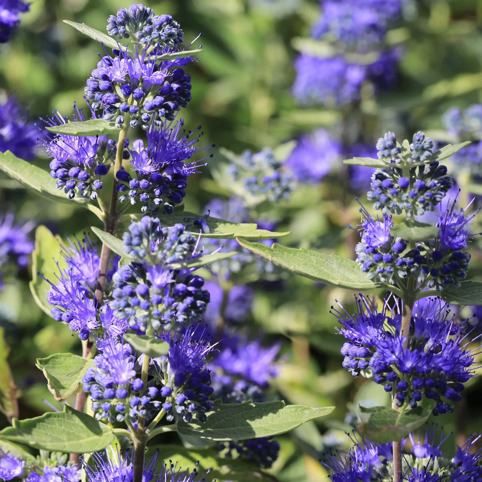 Caryopteris x clandoensis 'Kew Blue' 1L