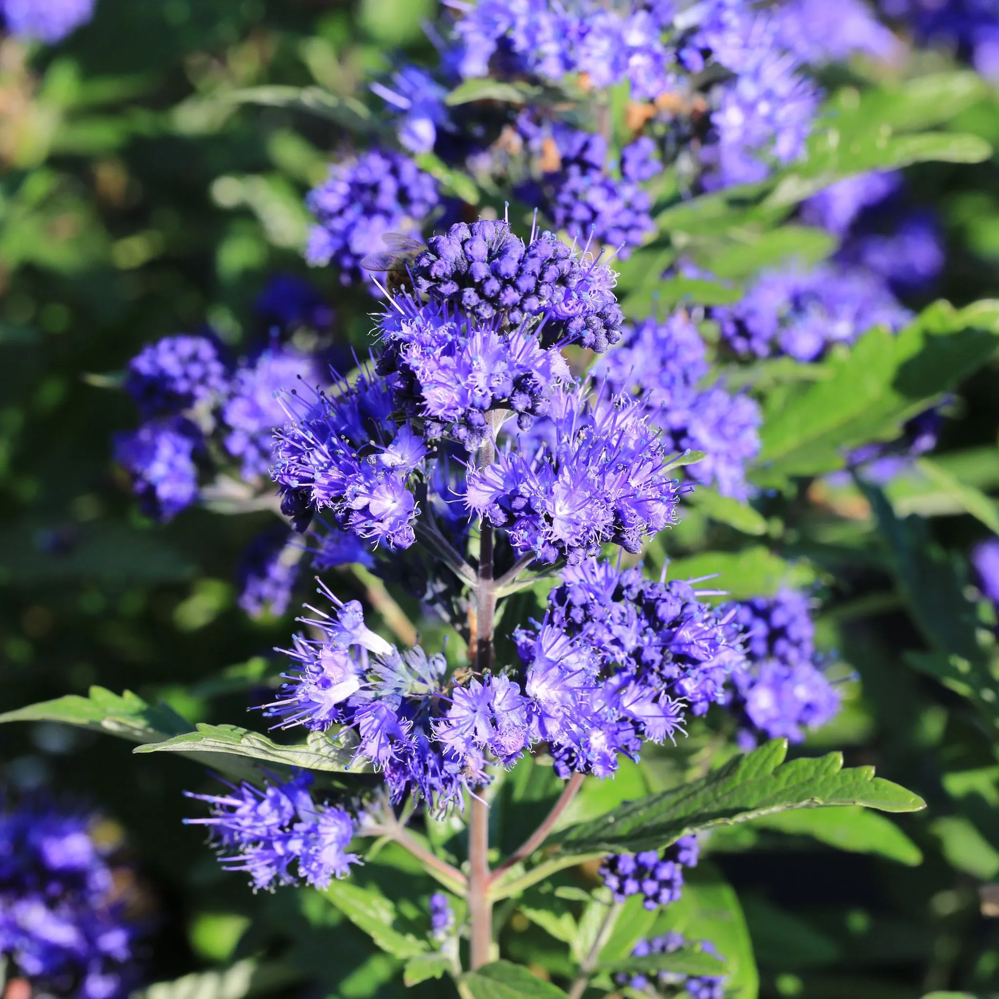 Caryopteris x clandoensis 'Kew Blue' 1L