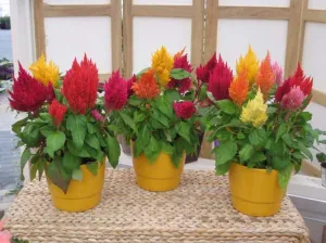 Celosia Kimono Mix Seeds