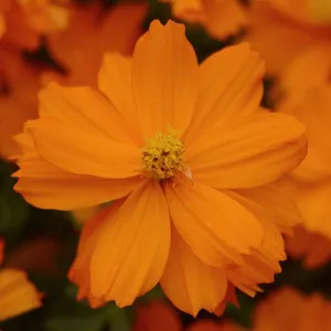 Cosmos Mandarin Flower Seeds