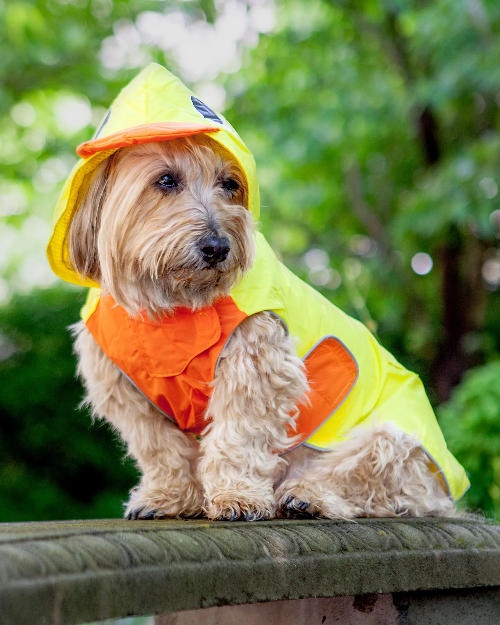 Duck Raincoat in Yellow