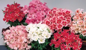 Godetia F1 Azalea Flowered Double Mix Seeds