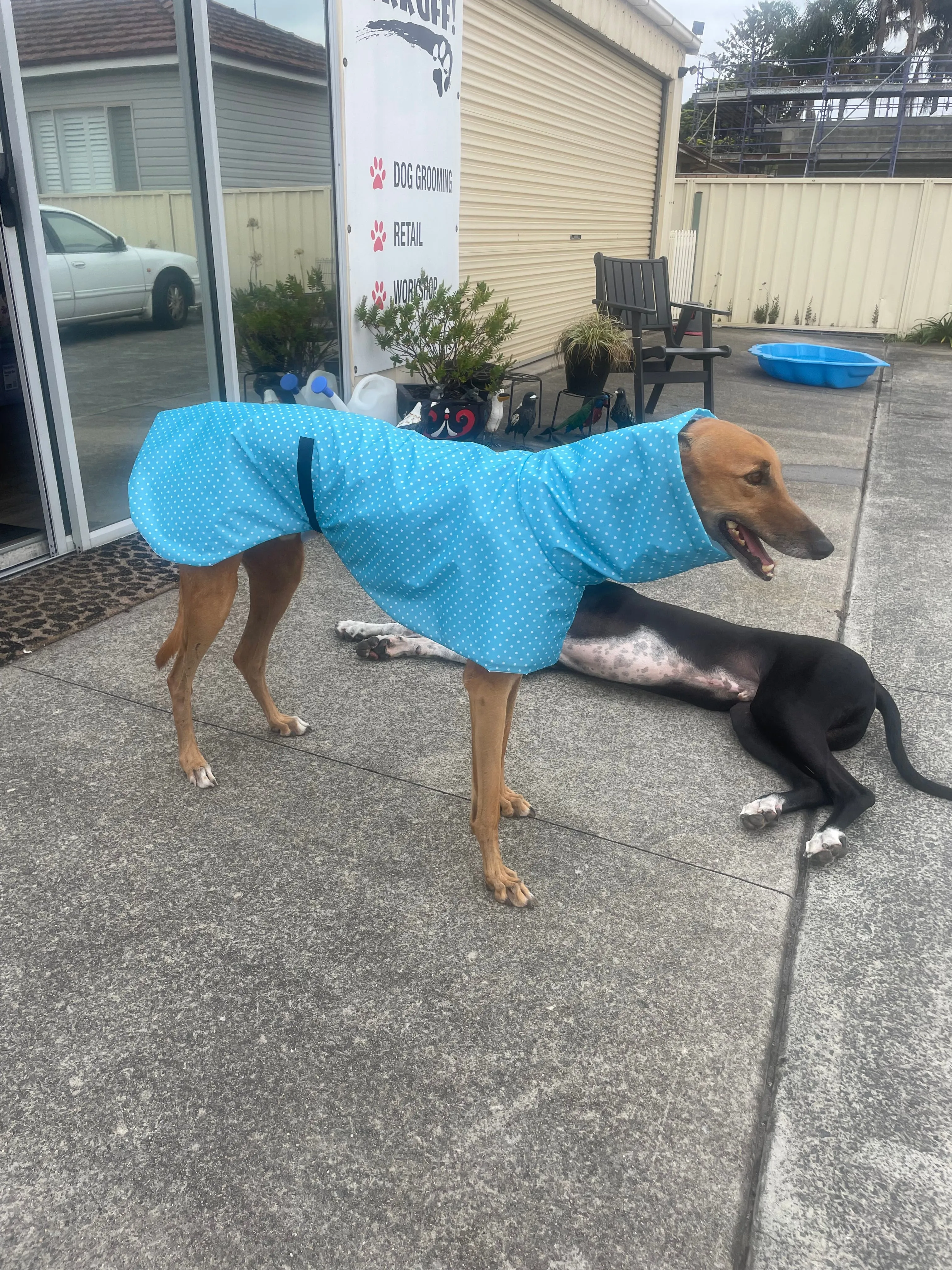 Light, bright blue with white spots Greyhound coat deluxe style, summer rainwear, washable