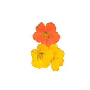 Nasturtium Jewel Mix Seeds | West Coast Seeds