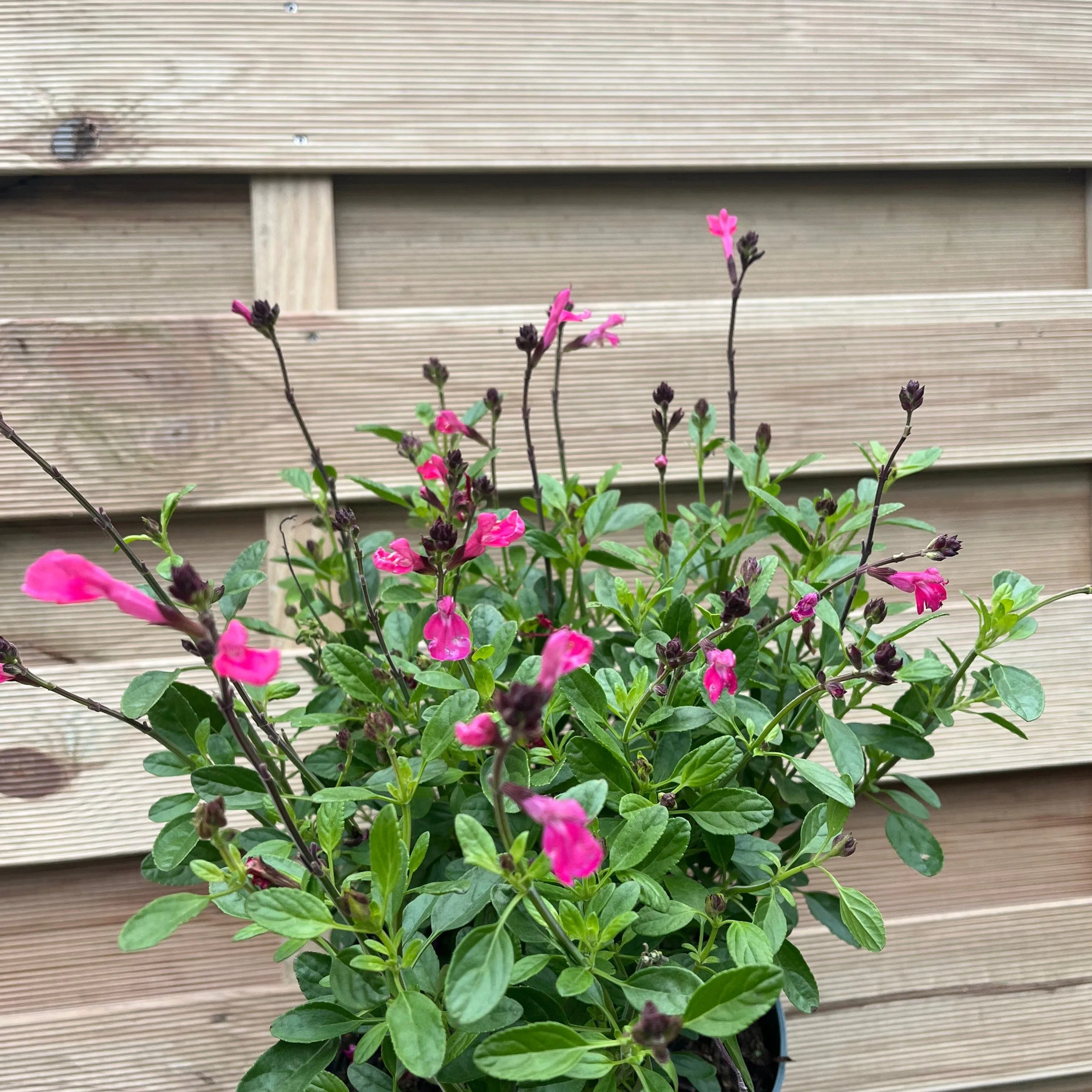 Salvia greggii Pink 2L