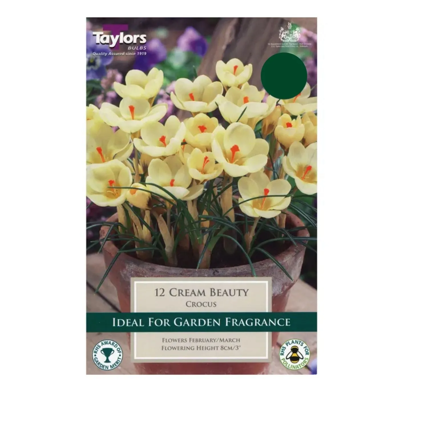 Taylors 12 Cream Beauty Crocus Bulbs