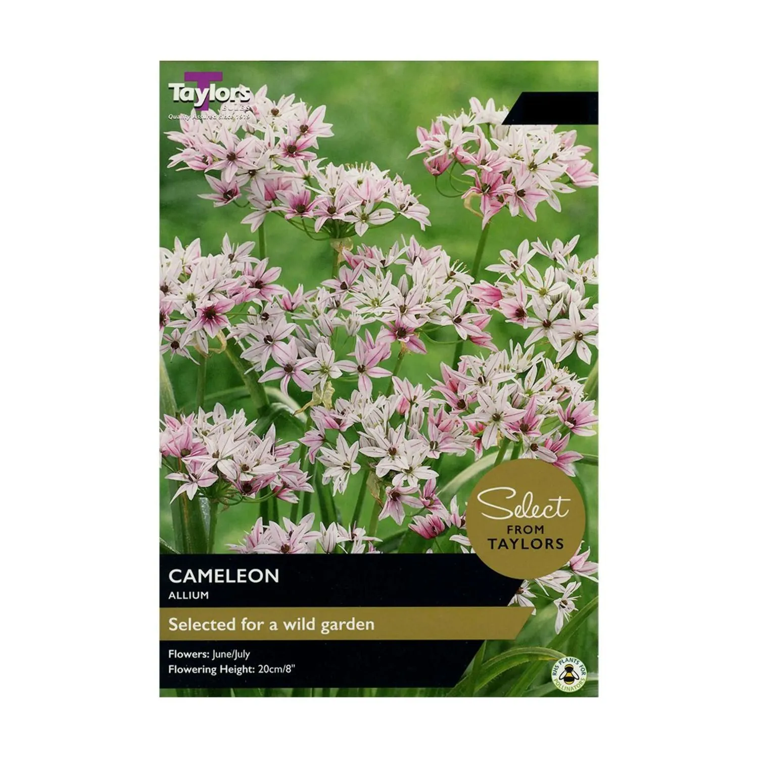 Taylors 18 Cameleon Allium Bulbs